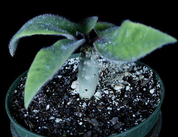 Euphorbia alfredii  - Tropiflora