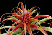Tillandsia capitata 'Red' - Tropiflora