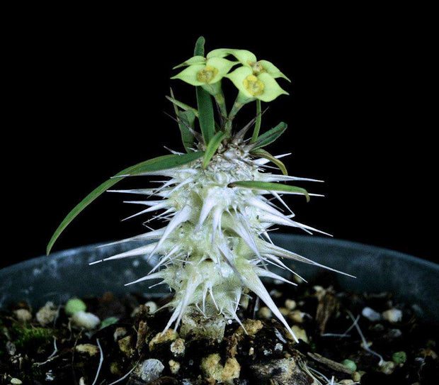 Euphorbia rossii