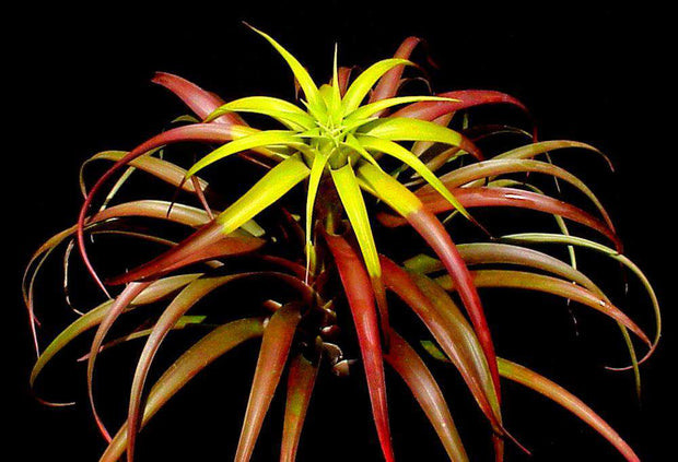 Tillandsia capitata 'Marron' - Tropiflora