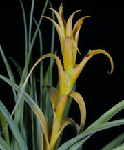 Tillandsia capitata 'Yellow' - Tropiflora