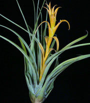 Tillandsia capitata 'Yellow' - Tropiflora