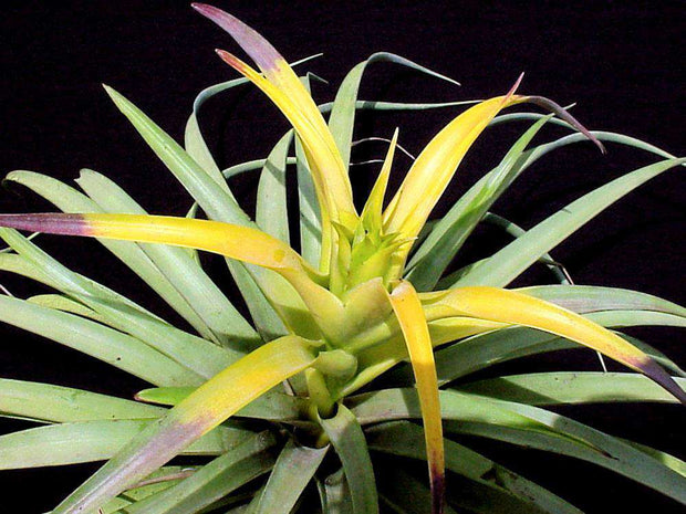 Tillandsia capitata 'Yellow' - Tropiflora