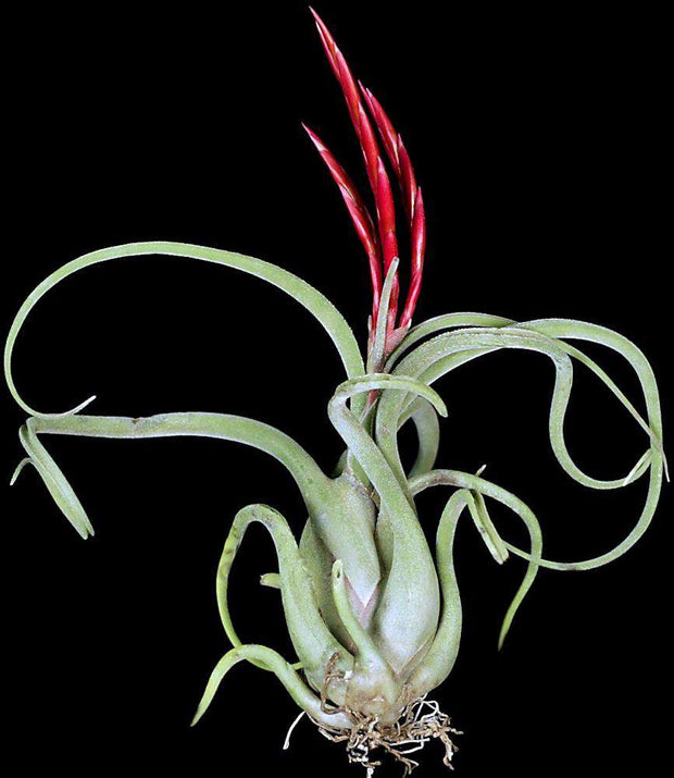 Tillandsia caputmedusae - Tropiflora