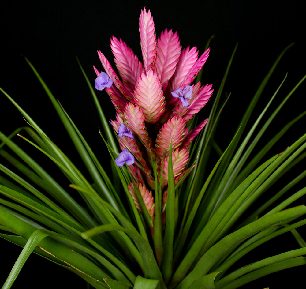 x Wallfussia 'Creation' (formerly Tillandsia) – Tropiflora