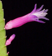 Pseudorhipsalis (formerly Wittia) amazonica