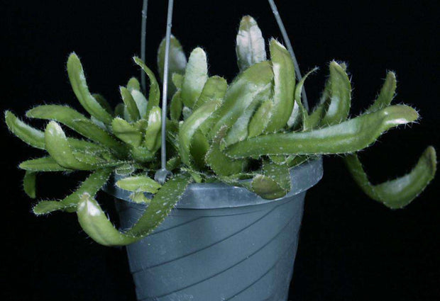 Pseudorhipsalis (formerly Wittia) amazonica