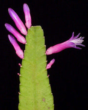 Pseudorhipsalis (formerly Wittia) amazonica