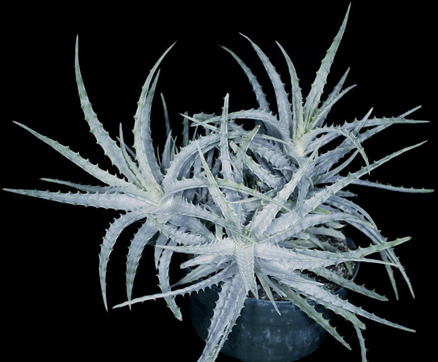 Hechtia stenopetala Domquillo Oaxaca
