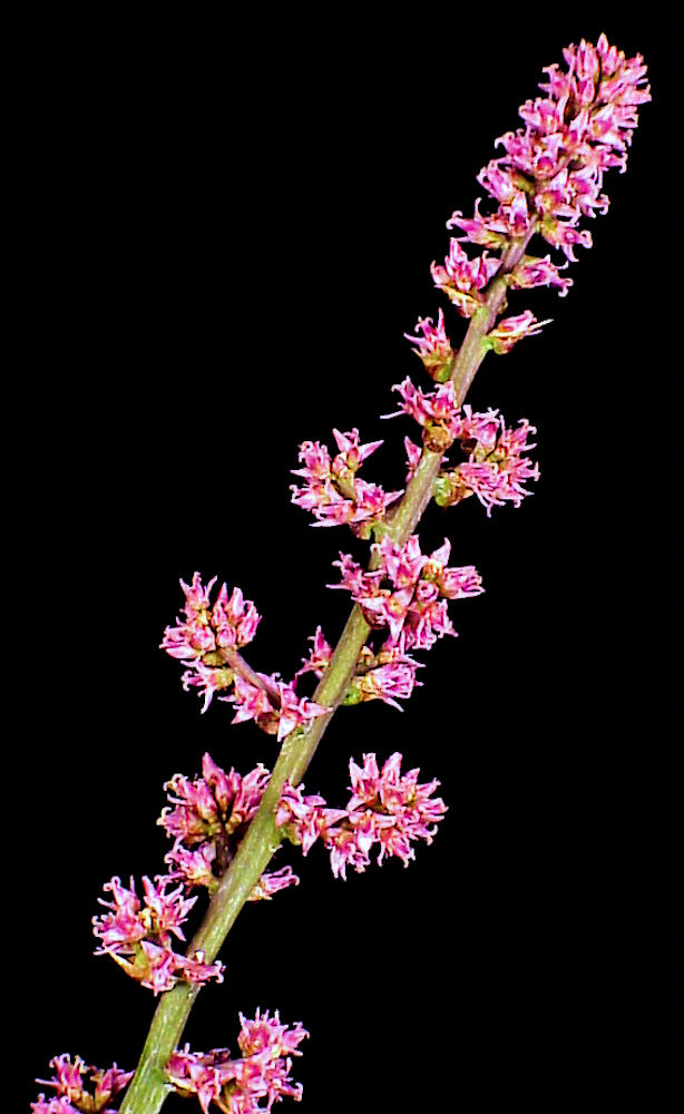 Hechtia lymansmithii