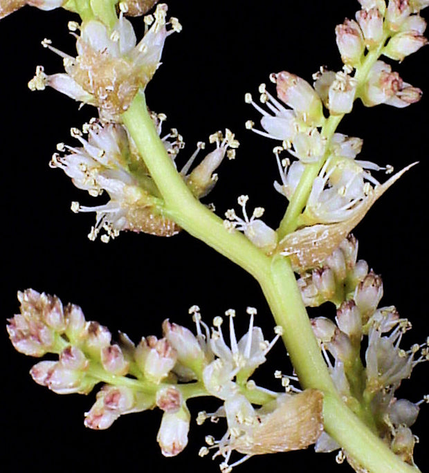 Hechtia lymansmithii