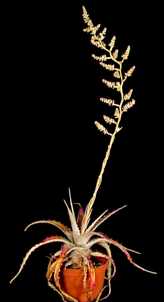 Hechtia Roots Hechtia lymansmithii – Tropiflora