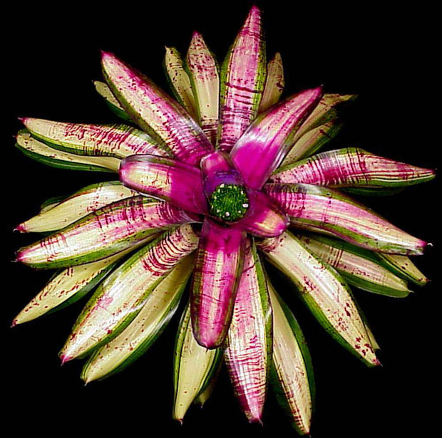Neoregelia 'Linda Cathcart' - Tropiflora