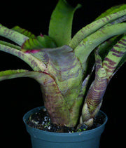 Neoregelia ampullacea 'Large Form' - Tropiflora