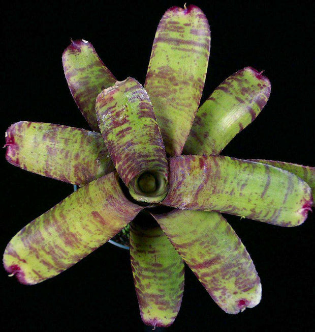 Neoregelia ampullacea 'Large Form' - Tropiflora