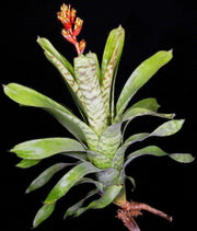 Aechmea 'Bert' - Tropiflora