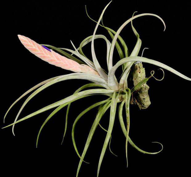 Tillandsia chiapensis - Tropiflora