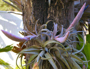 Tillandsia chiapensis - Tropiflora