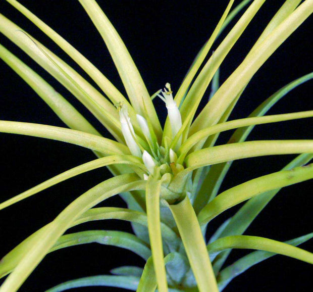 Tillandsia brachycaulos 'Sunglow' - Tropiflora