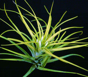 Tillandsia brachycaulos 'Sunglow' - Tropiflora