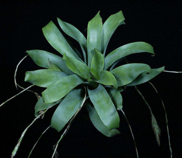 Tillandsia complanata - Tropiflora