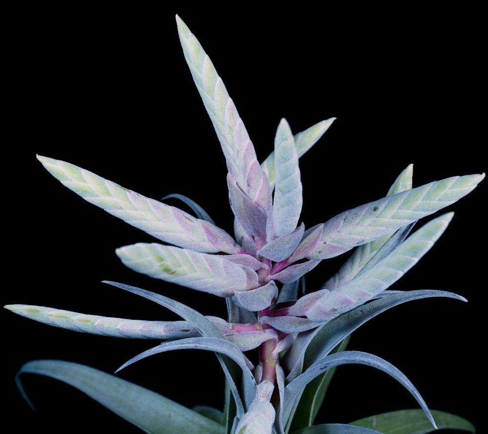 Tillandsia 'Bea Correale' – Tropiflora
