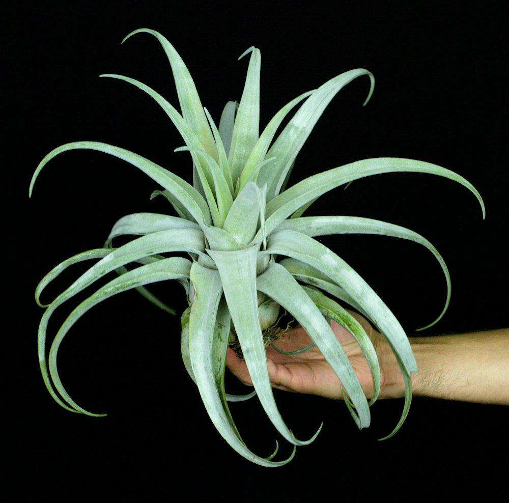 Tillandsia 'Bea Correale' – Tropiflora