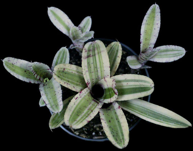 Neoregelia 'Thingamajig' - Tropiflora