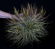 Bulk Air Plants: Tillandsia concolor (Minimum of 10)