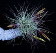 Tillandsia concolor - Tropiflora