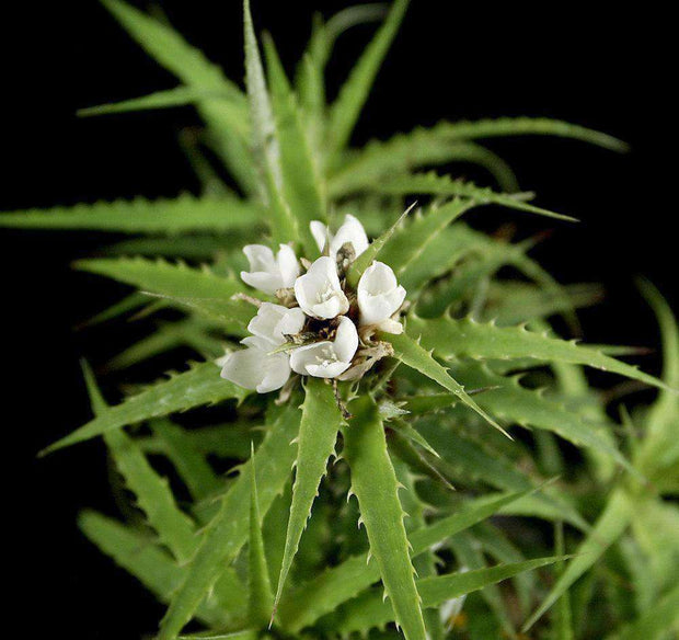 Cryptanthus microglazioui - Tropiflora