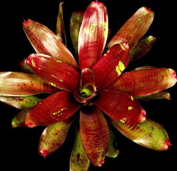 Neoregelia 'Proud Beauty' - Tropiflora