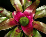 Neoregelia 'Proud Beauty' - Tropiflora