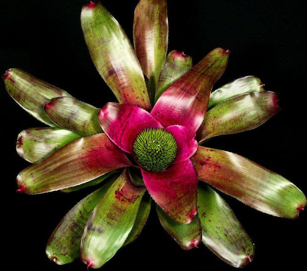 Neoregelia 'Proud Beauty' - Tropiflora