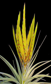 Tillandsia concolor 'Cuicatlan' - Tropiflora