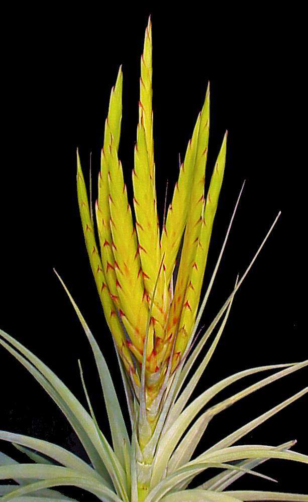 Tillandsia concolor 'Cuicatlan' - Tropiflora