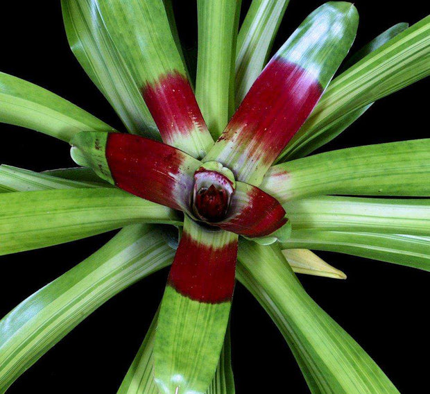 Neoregelia macwilliamsii - Tropiflora