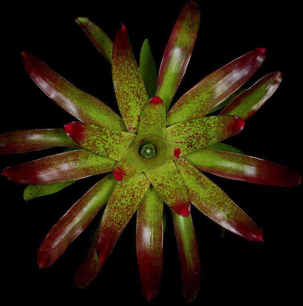 Neoregelia x correiaaraujoi - Tropiflora