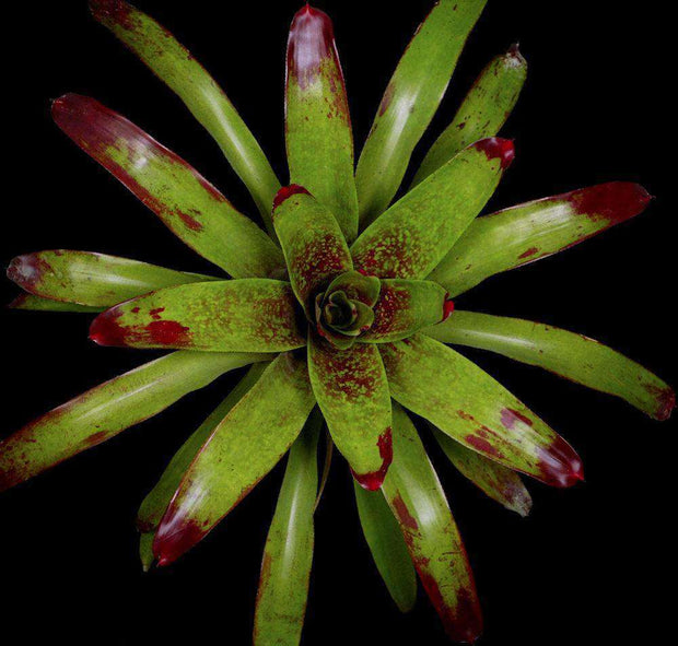 Neoregelia x correiaaraujoi - Tropiflora