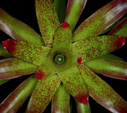 Neoregelia x correiaaraujoi - Tropiflora