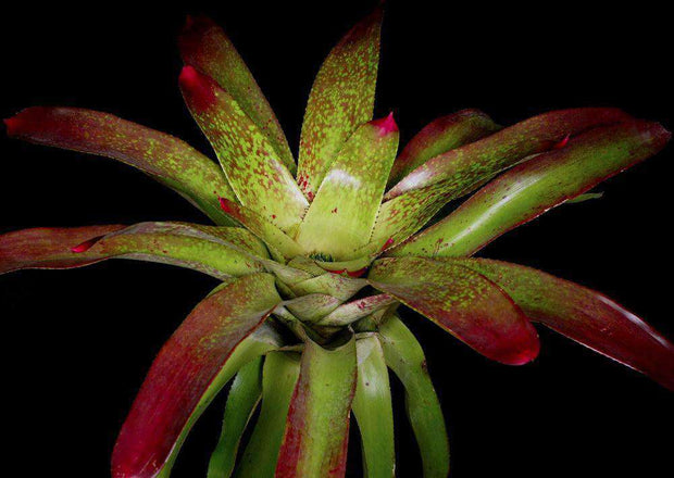 Neoregelia x correiaaraujoi - Tropiflora