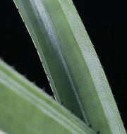 Neoregelia cruenta 'Silver Bullet' - Tropiflora