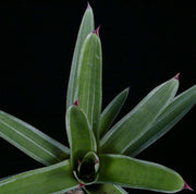 Neoregelia cruenta 'Silver Bullet' - Tropiflora