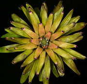 Neoregelia laevis (BAB 235) - Tropiflora