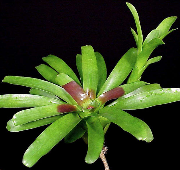 Neoregelia compacta 'Small Form' - Tropiflora