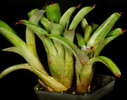 Neoregelia roethii - Tropiflora