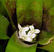 Neoregelia doeringiana - Tropiflora