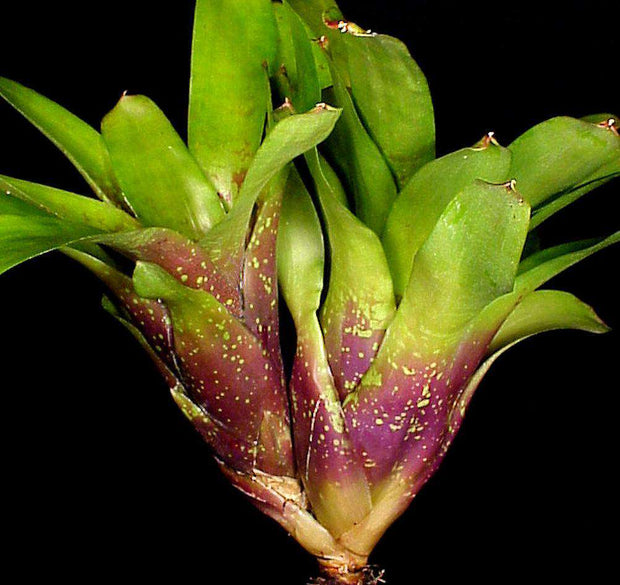 Neoregelia doeringiana - Tropiflora