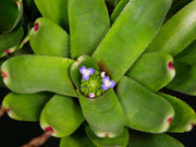 Neoregelia capixabae - Tropiflora