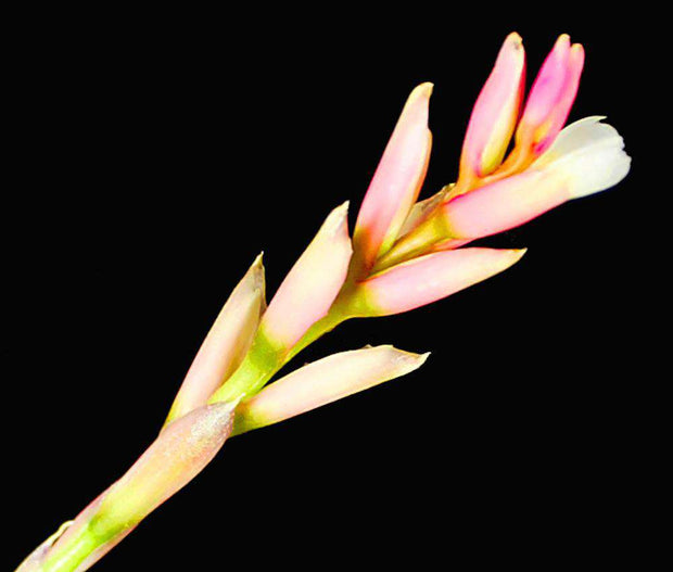 Tillandsia milagrensis (Type) - Tropiflora